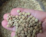 Foto del paso 1 de la receta: Guiso de Lentejas (Otro) con Caldo Casero 🫕 Económico, Fácil y Basado en Plantas 🌱