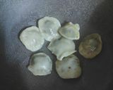 A picture of step 6 of Sundried tomato & Pesto Ravioli.