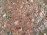 इन्स्टंट रागी बटर उत्तपम (instant ragi butter uttapam recipe in marathi)