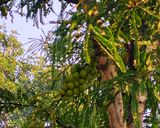 A picture of step 1 of Chatpati Awla Chutney 💚.