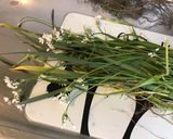 Une image de l'étape 1 de Ail triquetre du jardin séché maison.
