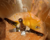 Foto del paso 2 de la receta: Tarta de zanahoria con crema de naranja en robot MC