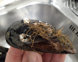 Foto del paso 1 de la receta: Mejillones al vapor