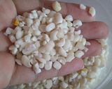 Foto langkah ke 1 dari resep Bubur Bassang (Bubur Jagung Putih) Khas Sul-Sel.