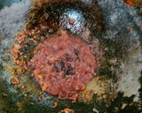 Foto langkah ke 2 dari resep Rendang Ati.