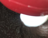 Foto del paso 5 de la receta: Tarta Sacher (Sachertorte)
