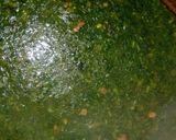 صورة لخطوة 1 من وصفة ملوخية ناعمه