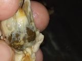 طجين بوزروك او بلح البحر