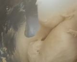 Une image de l'étape 7 de 🍞Brioche tressée moelleuse (sans lactose).