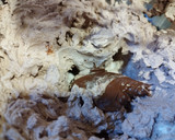 Foto del paso 2 de la receta: Frosting de Chantilly de chocolate