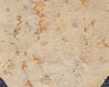 A picture of step 7 of Bottle gourd/Lauki - Stuffed Parantha.