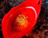 Foto del paso 2 de la receta: HUEVO🥚POCHÉ En Contenedor de Silicona...!🙃