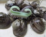 Foto del paso 1 de la receta: Almejas, mejillones al disco
