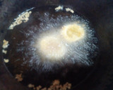 A picture of step 3 of Deviled eggs with a twist.