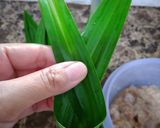 Foto langkah ke 4 dari resep Ayam Goreng Pandan.