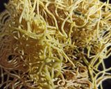 A picture of step 7 of Sev.