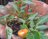 Foto del paso 1 de la receta: Aderezo de ají picante (de la mala palabra)