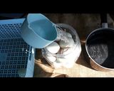 รูปขั้นตอนการทำที่ 3 ของ ไข่เค็ม สูตรเค็มน้อยอร่อยนาน