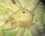 Foto del paso 2 de la receta: Tip de como comprar un repollo nuevo
