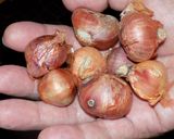 Foto del paso 2 de la receta: Cipollines italianos caramelizados (1)