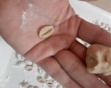 A picture of step 2 of Cowrie/ Kouri (Handmade cowrie shell shaped noodles) in Soup.