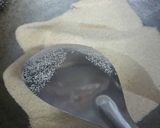 A picture of step 4 of Suji keser halwa.