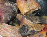 Foto del paso 1 de la receta: Pescado frito con salsa de coco🐟🥥