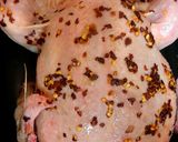 A picture of step 3 of My All together Roast. Red Peppered Chicken + Veg. #Mainmeal.