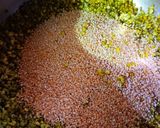 A picture of step 2 of Green Gram (Moong Dal) & Asafoetida (Daliya).