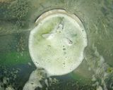 Cuna'a juicematakin girki1 hoto