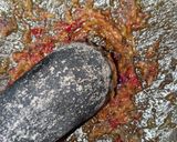 Foto langkah ke 3 dari resep (#4) 📌Sambal lalap simpel tanpa 🍅.