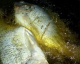 Foto langkah ke 5 dari resep Ikan Nila Goreng Pala Jinten.