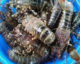 Foto langkah ke 4 dari resep Kare lobster pedas.