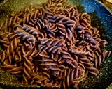 Foto del passaggio 3 della ricetta Fusilli di riso Venere cacio e pepe