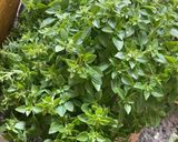 Une image de l'étape 3 de 🍶Sauce yaourt grec herbes 🌿 du jardin 🪏.