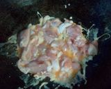 รูปขั้นตอนการทำที่ 4 ของ เศษน่องไก่ชุบไข่ทอด
