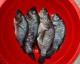 Foto langkah ke 1 dari resep 048. Ikan Mujair Bumbu Kuning.