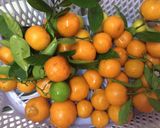 A picture of step 2 of Farm fresh Narangi Pickle.