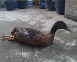 Foto langkah ke 1 dari resep Bebek cabe hijau.