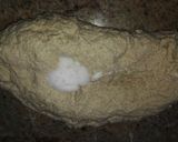 Foto del paso 3 de la receta Pan de molde
