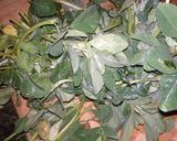 মেথিশাকের ঘন্ট (Methi Sabji recipe in Bengali) রেসিপির ধাপ 1 ছবি