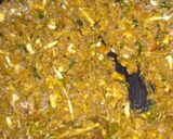 Foto del paso 4 de la receta: Zapallo cabutia relleno
