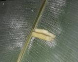 Foto langkah ke 1 dari resep Tape singkong manis.