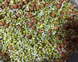 स्प्राउट फलाफल (Sprout Falafel recipe in Hindi) रेसिपी चरण 1 फोटो