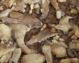 Foto del paso 4 de la receta: Tortilla de Gírgolas Agroecológicas 🍄