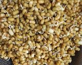 A picture of step 5 of Kolhapuri Misal Bhakri.
