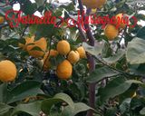 Foto del passaggio 1 della ricetta Scorzette di limone 🍋 km zero candite e caramellate 👩‍🍳🏡🇮🇹🌍🍋🎵🌇🦁🌠