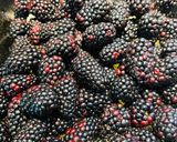 A picture of step 4 of Quick Blackberry Cobbler.