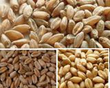 صورة لخطوة 6 من وصفة شوربة الدجاج 😋😋