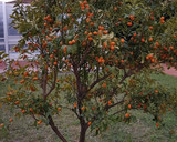 Foto del paso 7 de la receta: Bizcocho de kumquat